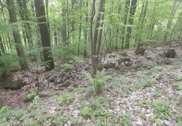 Trail On foot Heiligkreuzsteinach - Rundwanderweg Heiligkreuzsteinach Rehdelle 2: Höhenöd-Weg - Photo