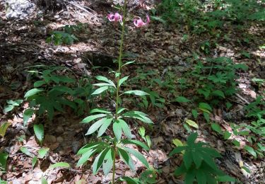 Trail Walking Romeyer - romeyer pison econdu  - Photo