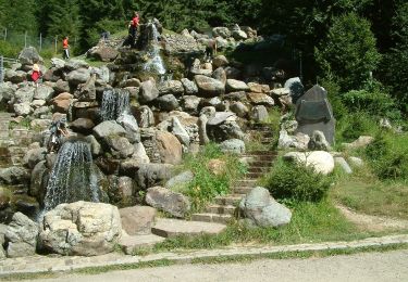 Tour Zu Fuß  - Circuitul Cascada Săritoarea Ieduțului - Photo