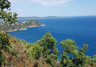 Randonnée Marche Cavalaire-sur-Mer - CAVALAIRE  - Photo