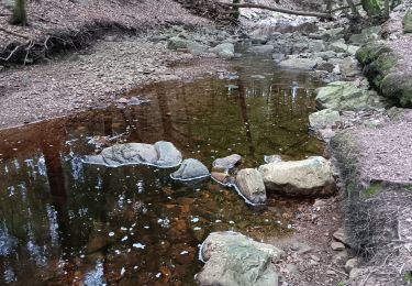 Trail Walking Jalhay - solwaster sawe statte 2 - Photo