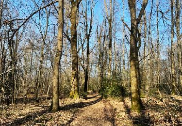 Trail Walking Villers - Villers : Marigny et Bois Noé - Photo