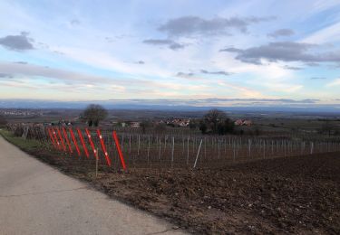 Tour Wandern Dahlenheim - Froissart schararberg - Photo