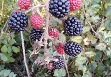 Trail Walking Gonneville-le-Theil - murr - Photo
