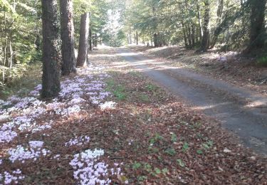 Excursión Senderismo La Bazouge-des-Alleux - Bazouge des Alleux - 12, 500 km - Photo