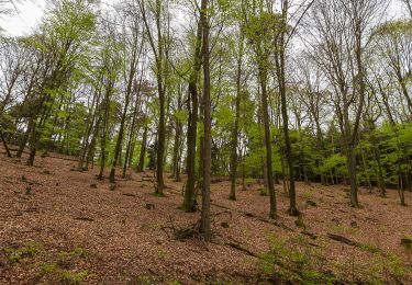 Trail On foot Gleiszellen-Gleishorbach - Gleiszellen: Sauhausbrunnen-Weg - Photo