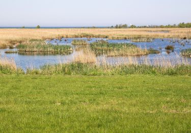 Trail On foot Zingst - Möwe-Weg - Photo