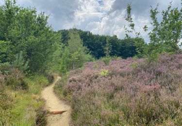 Tour Wandern Aarschot - SGR Hageland: de Aarschot à Wezemaal - Photo