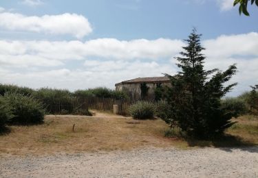 Randonnée Marche La Guérinière - la Gueriniere par la plage et les pins - Photo