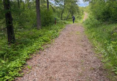 Tocht sport  - ISLANDE Egilstadir forêt 19 juin - Photo