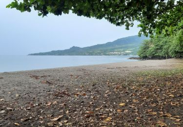 Tour Wandern Le Morne-Rouge - Le Morne-Rouge  -  Le  Carbet par Col Yang Ting - Photo