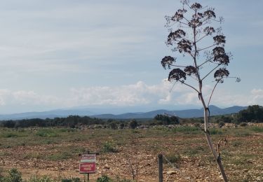 Randonnée Marche Vingrau - Vingrau - Photo