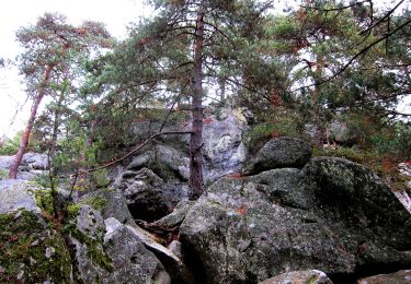 Percorso A piedi Larchant - Sentier Denecourt-Colinet 19 - Photo