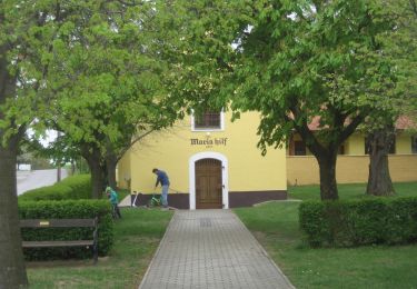 Percorso A piedi Berg - Rundwanderweg Königswarte-Altes Haus - Photo