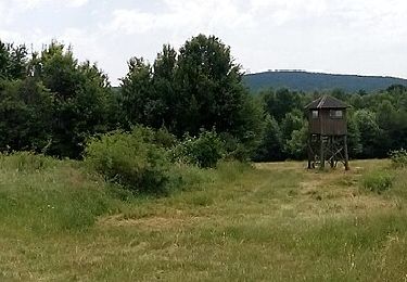 Tour Zu Fuß  - Mali Ždral 2017 - Photo