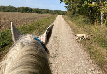 Trail Horseback riding Saint-Martin - Bois chazelle Verdenal domevre Aline yoigo  - Photo