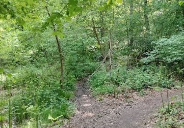 Tocht Stappen Seraing - Bois de la Vecquée - Photo