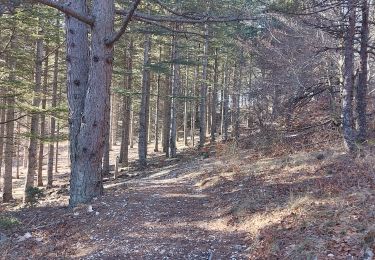 Excursión Senderismo Aurel - Pavillon forestier du rat - Photo