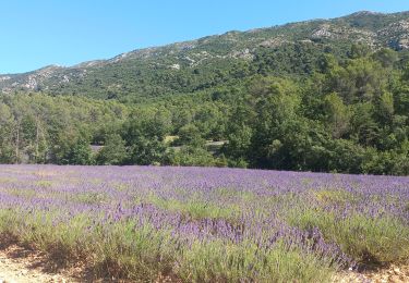 Trail Walking Vauvenargues - Lavande à Vauvenargues - Photo