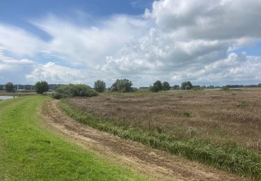 Excursión A pie Zwolle - WNW IJsseldelta - Vreugderijkerwaard -groene route - Photo