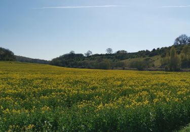 Trail Walking Canehan - Litteville chemin vert st sulpice sur yeres canehan - Photo