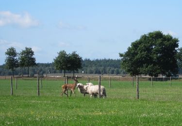 Tocht Te voet Ede - schaapkooiroute - Photo