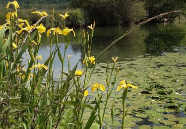 Trail Walking Charency-Vezin - charency torgny cote d urbule - Photo