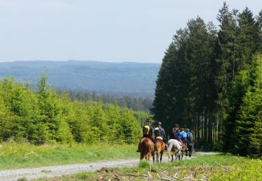 Tocht Paard Saint-Hubert - De Chevauchée forestière - Photo