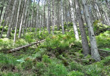 Randonnée A pied Malmedy - Malmedy : Tro Maret - Photo