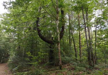 Trail Walking Combrit - Bois de Rescoure. Pont l'abbé. 15/07/20. - Photo