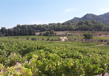 Trail Walking Gigondas - Gigondas - Clos de caveau - Montmirail - Photo