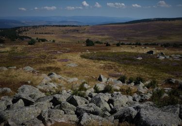 Tocht Stappen Mont Lozère et Goulet - Les prairies du col de Finiels et des monts Lozere - Photo