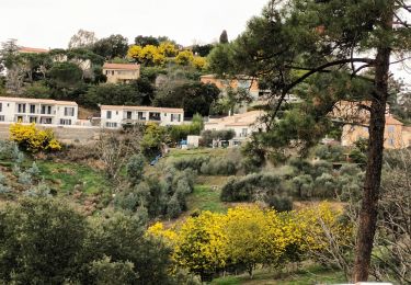 Trail Walking Tanneron - Les Mimosas-Tanneron-13-01-2023 - Photo