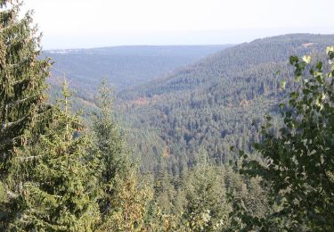 Tocht Te voet Gernsbach - Naturerlebnisweg Kaltenbronn - Photo