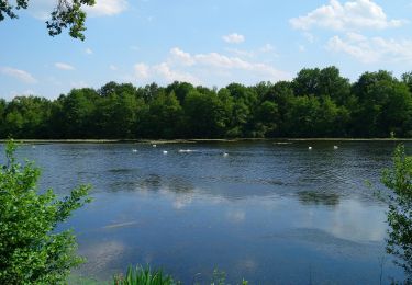 Percorso Marcia Château-la-Vallière - Château-la-Vallière - Lac du Val Joyeux - 6.1km 70m 1h30 - 2023 06 07 - Photo