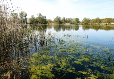 Randonnée A pied Zonhoven - Platwijers-Wijvenheide Gele zeshoek - Photo