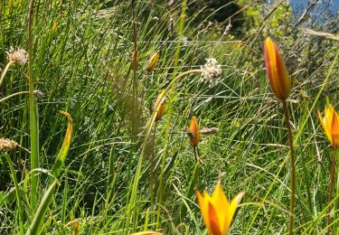 Trail Walking Montclus - Le rocher de Beaumont - Photo