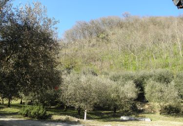 Trail On foot Lozzo Atestino - Sentiero del Monte Lozzo - Photo