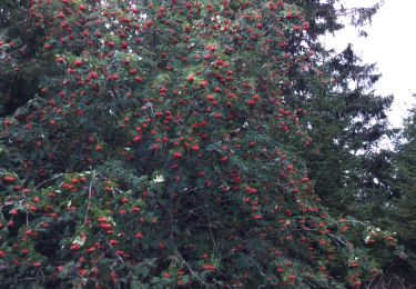 Tour Wandern Grendelbruch - Grendelbruch tour - Photo