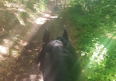 Trail Horseback riding Dalhem - Bois de mortroux - Photo