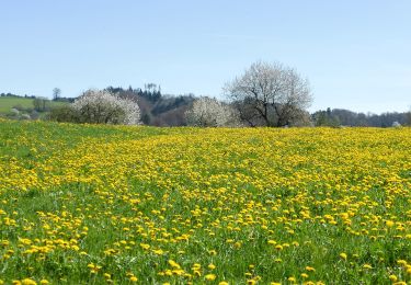 Tocht Te voet Nottwil - Sempachersee-Moosweg - Photo