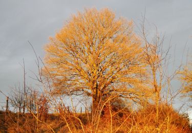 Tour Zu Fuß Aachen - IndeRoute - Photo