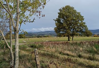 Tocht Stappen Saulcy-sur-Meurthe - après JP et mat. - Photo