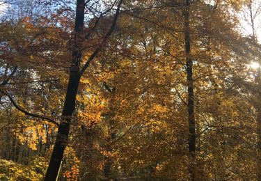 Randonnée Marche Saint-Germain-en-Laye - Bois de marly  - Photo