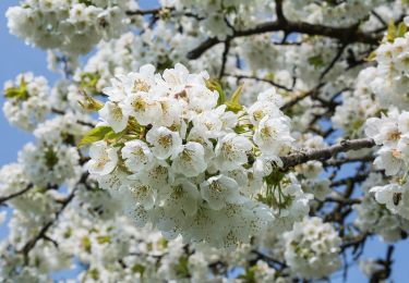 Randonnée A pied Scharten - Kleine Kirschblütenrunde - Photo