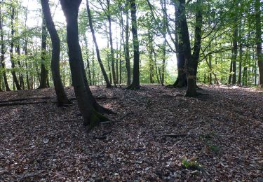 Tocht Te voet Seeheim-Jugenheim - Rundwanderweg 2: Hofgrund - Weg - Photo