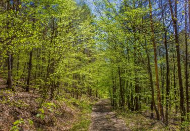 Tour Zu Fuß Ebern - Lauftour EBN3 - Photo