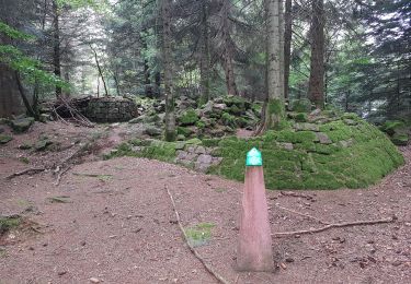 Percorso Marcia Saint-Dié-des-Vosges - Massif de l'Ormont et ses rochers remarquables - Photo
