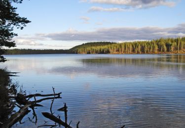 Excursión A pie Suomussalmi - Huosiuksen Huikoinen - Photo