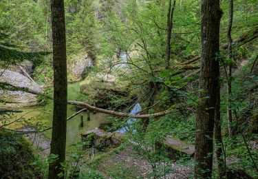 Tour Zu Fuß Molln - Flötzersteig-Runde - Photo